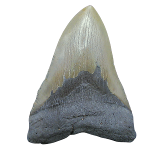 Genuine Miocene Age Megalodon Shark Tooth for Sale from South Carolina #102