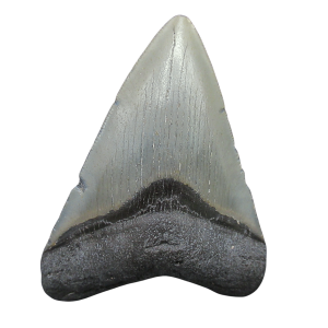 Genuine Miocene Age Megalodon Shark Tooth for Sale from South Carolina #103