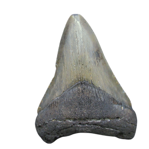 Genuine Miocene Age Megalodon Shark Tooth for Sale from South Carolina #104