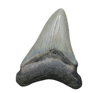 Genuine Miocene Age Megalodon Shark Tooth for Sale from South Carolina #105