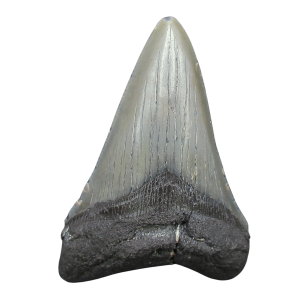 Genuine Miocene Age Megalodon Shark Tooth for Sale from South Carolina #106