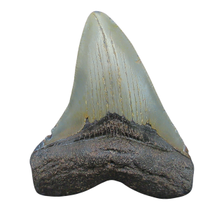 Genuine Miocene Age Megalodon Shark Tooth for Sale from South Carolina #107
