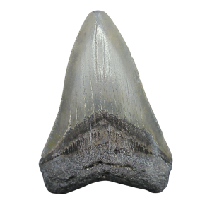 Genuine Miocene Age Megalodon Shark Tooth for Sale from South Carolina #108