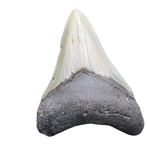 Genuine Miocene Age Megalodon Shark Tooth for Sale from South Carolina #85