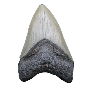 Genuine Miocene Age Megalodon Shark Tooth for Sale from South Carolina #86