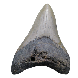 Genuine Miocene Age Megalodon Shark Tooth for Sale from South Carolina #87