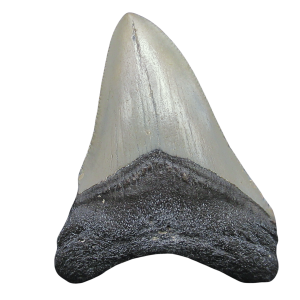 Genuine Miocene Age Megalodon Shark Tooth for Sale from South Carolina #88