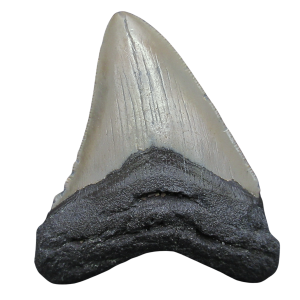 Genuine Miocene Age Megalodon Shark Tooth for Sale from South Carolina #89