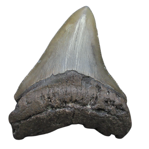 Genuine Miocene Age Megalodon Shark Tooth for Sale from South Carolina #90