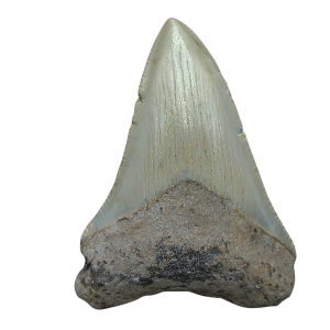 Genuine Miocene Age Megalodon Shark Tooth for Sale from South Carolina #91