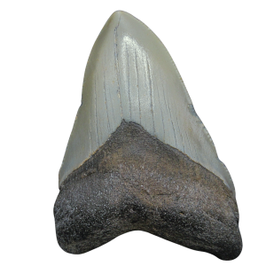 Genuine Miocene Age Megalodon Shark Tooth for Sale from South Carolina #92