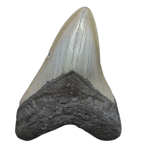 Genuine Miocene Age Megalodon Shark Tooth for Sale from South Carolina #93