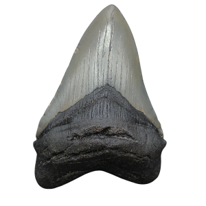 Genuine Miocene Age Megalodon Shark Tooth for Sale from South Carolina #94