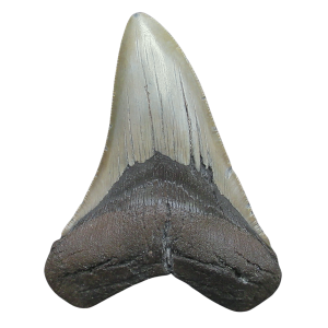 Genuine Miocene Age Megalodon Shark Tooth for Sale from South Carolina #95
