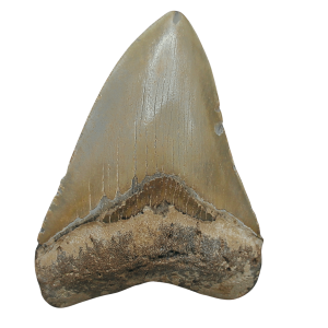 Genuine Miocene Age Megalodon Shark Tooth for Sale from South Carolina #96