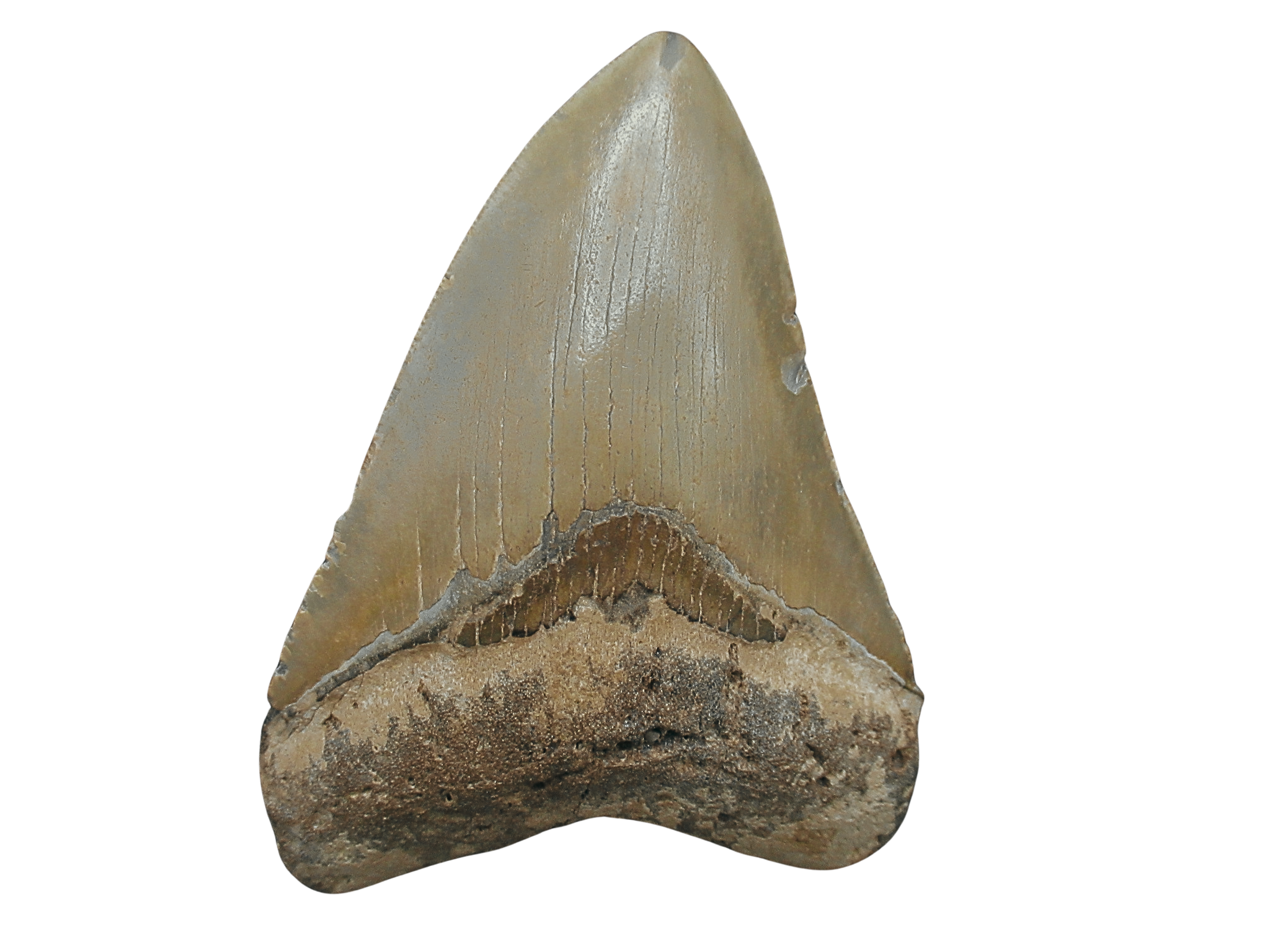South Carolina Miocene Age Megalodon Shark Tooth 96 | Fossils for Sale Genuine Miocene Age Megalodon Shark Tooth for Sale from South Carolina #96
