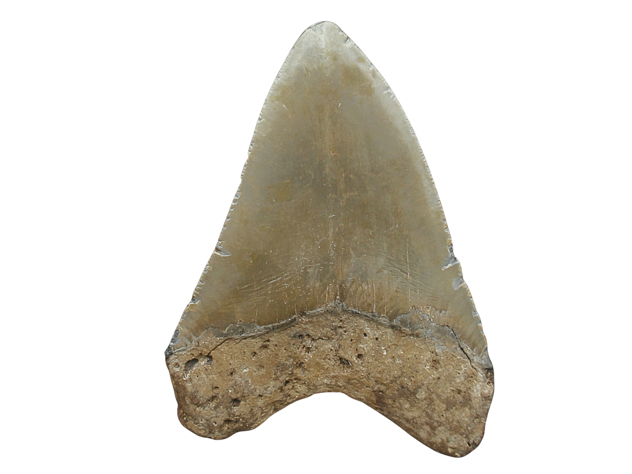 South Carolina Miocene Age Megalodon Shark Tooth 96a | Fossils for Sale Genuine Miocene Age Megalodon Shark Tooth for Sale from South Carolina #96a