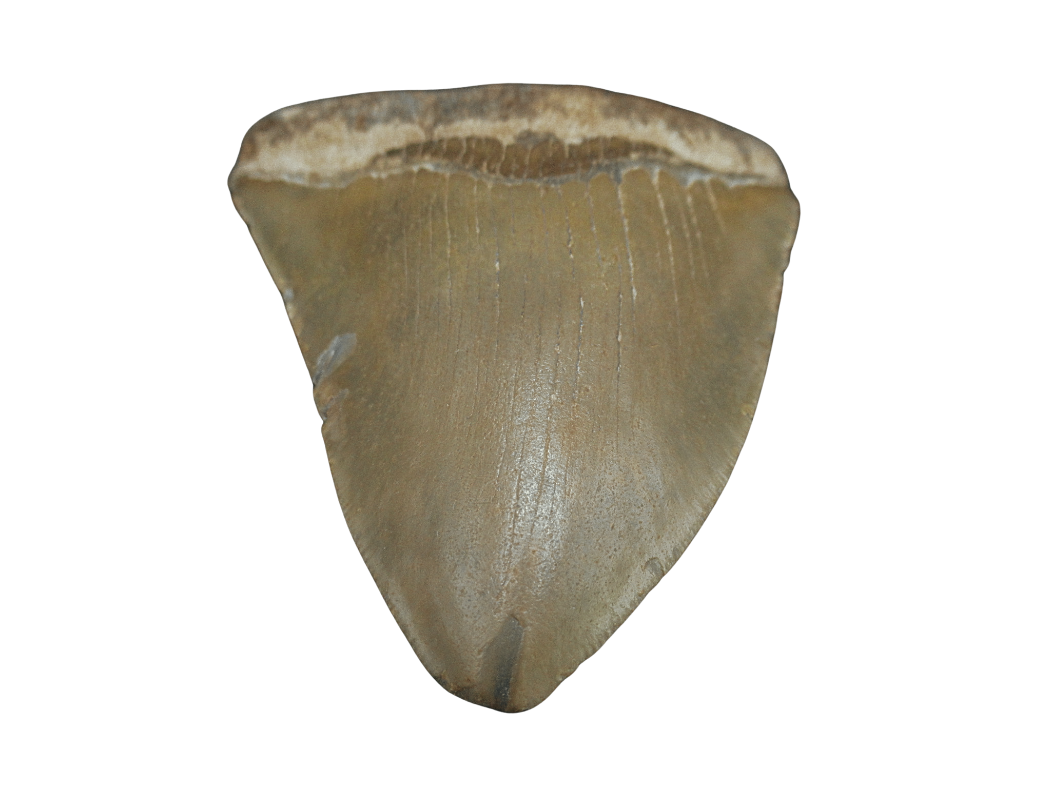 South Carolina Miocene Age Megalodon Shark Tooth 96b | Fossils for Sale Genuine Miocene Age Megalodon Shark Tooth for Sale from South Carolina #96b