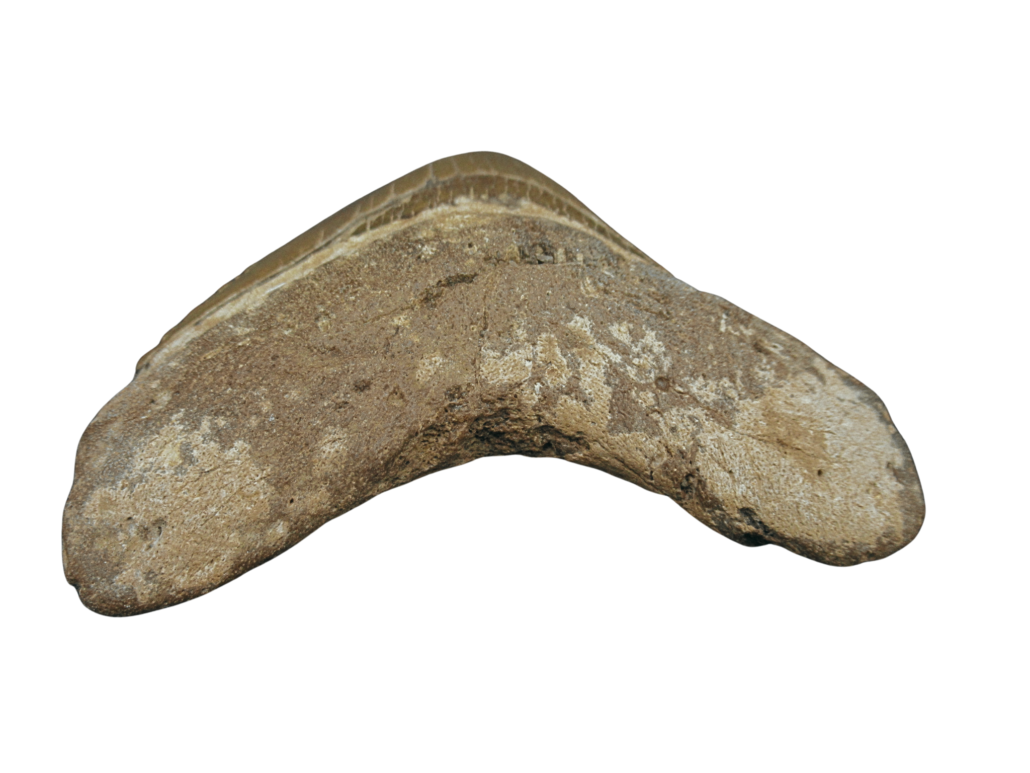 South Carolina Miocene Age Megalodon Shark Tooth 96c | Fossils for Sale Genuine Miocene Age Megalodon Shark Tooth for Sale from South Carolina #96c