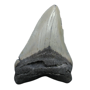 Genuine Miocene Age Megalodon Shark Tooth for Sale from South Carolina #97