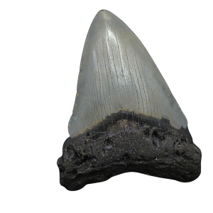 Genuine Miocene Age Megalodon Shark Tooth for Sale from South Carolina #98