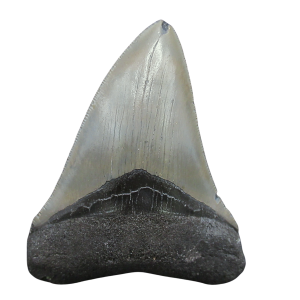 Genuine Miocene Age Megalodon Shark Tooth for Sale from South Carolina #99