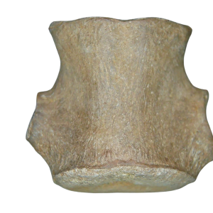 Champsosaurus Cretaceous Age Diapsid Reptile Vertebra from South Dakota #1
