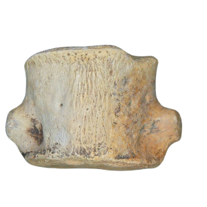 Champsosaurus Cretaceous Age Diapsid Reptile Vertebra from South Dakota #10