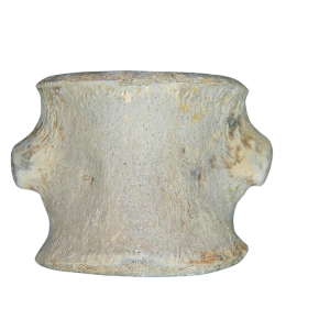 Champsosaurus Cretaceous Age Diapsid Reptile Vertebra from South Dakota #11