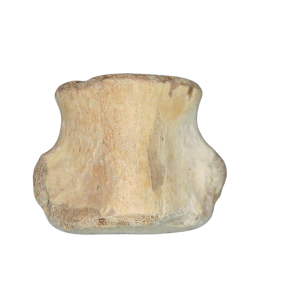 Champsosaurus Cretaceous Age Diapsid Reptile Vertebra from South Dakota #12