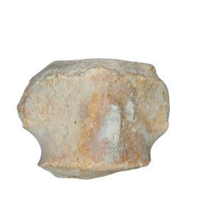 Champsosaurus Cretaceous Age Diapsid Reptile Vertebra from South Dakota #13