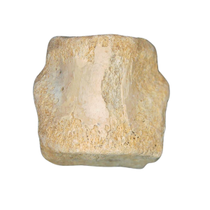Champsosaurus Cretaceous Age Diapsid Reptile Vertebra from South Dakota #14