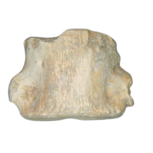 Champsosaurus Cretaceous Age Diapsid Reptile Vertebra from South Dakota #15