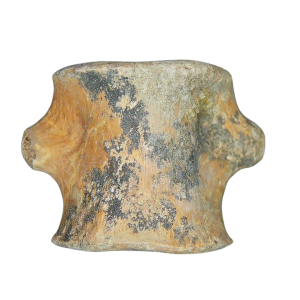 Champsosaurus Cretaceous Age Diapsid Reptile Vertebra from South Dakota #16