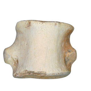 Champsosaurus Cretaceous Age Diapsid Reptile Vertebra from South Dakota #17