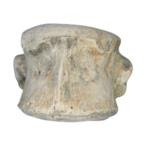 Champsosaurus Cretaceous Age Diapsid Reptile Vertebra from South Dakota #18
