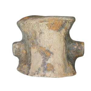 Champsosaurus Cretaceous Age Diapsid Reptile Vertebra from South Dakota #19
