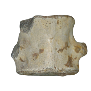 Champsosaurus Cretaceous Age Diapsid Reptile Vertebra from South Dakota #2