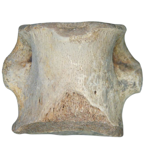 Champsosaurus Cretaceous Age Diapsid Reptile Vertebra from South Dakota #20
