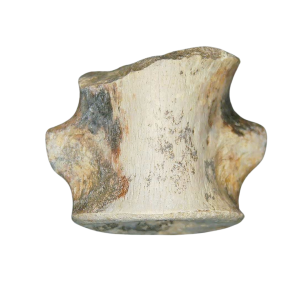 Champsosaurus Cretaceous Age Diapsid Reptile Vertebra from South Dakota #21