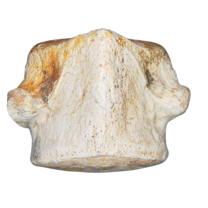 Champsosaurus Cretaceous Age Diapsid Reptile Vertebra from South Dakota #22