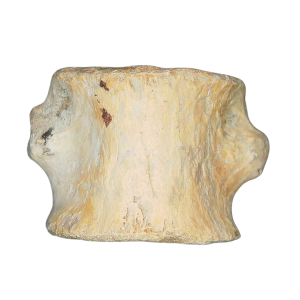 Champsosaurus Cretaceous Age Diapsid Reptile Vertebra from South Dakota #23