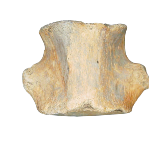 Champsosaurus Cretaceous Age Diapsid Reptile Vertebra from South Dakota #25