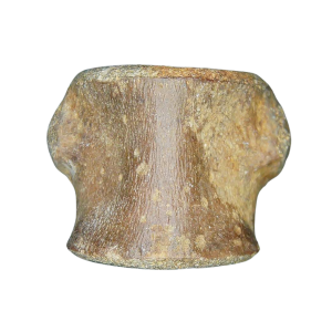 Champsosaurus Cretaceous Age Diapsid Reptile Vertebra from South Dakota #26