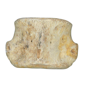 Champsosaurus Cretaceous Age Diapsid Reptile Vertebra from South Dakota #28