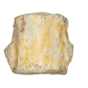 Champsosaurus Cretaceous Age Diapsid Reptile Vertebra from South Dakota #29
