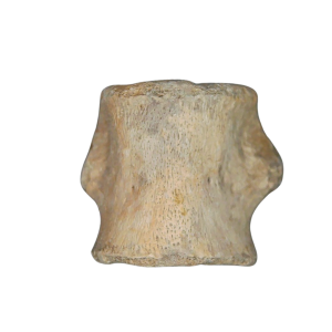 Champsosaurus Cretaceous Age Diapsid Reptile Vertebra from South Dakota #3