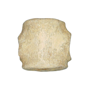 Champsosaurus Cretaceous Age Diapsid Reptile Vertebra from South Dakota #30