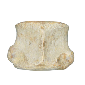 Champsosaurus Cretaceous Age Diapsid Reptile Vertebra from South Dakota #31