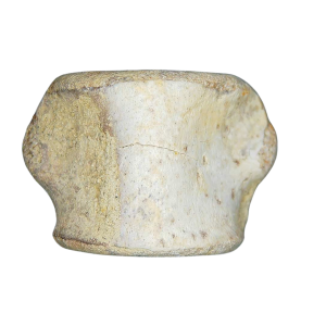 Champsosaurus Cretaceous Age Diapsid Reptile Vertebra from South Dakota #32